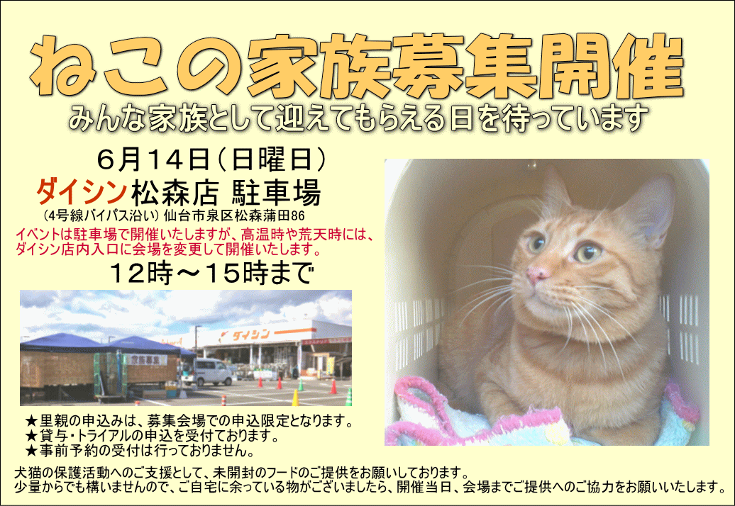 ねこの家族募集