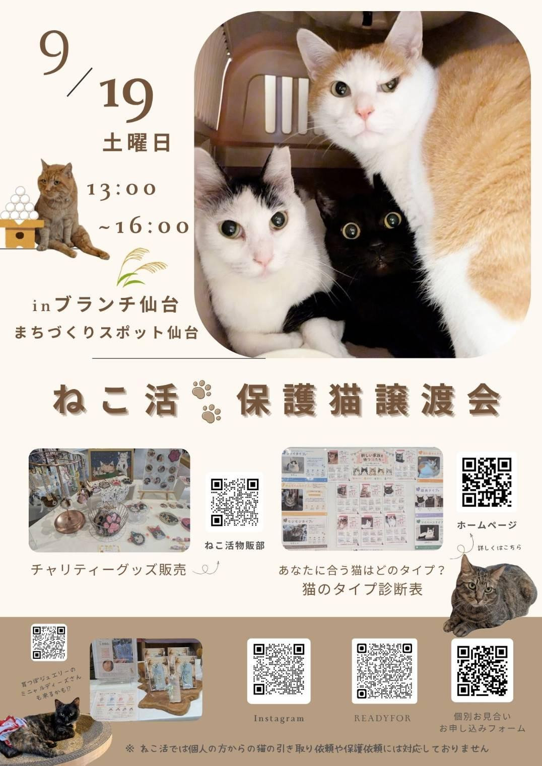 ねこ活・保護猫譲渡会