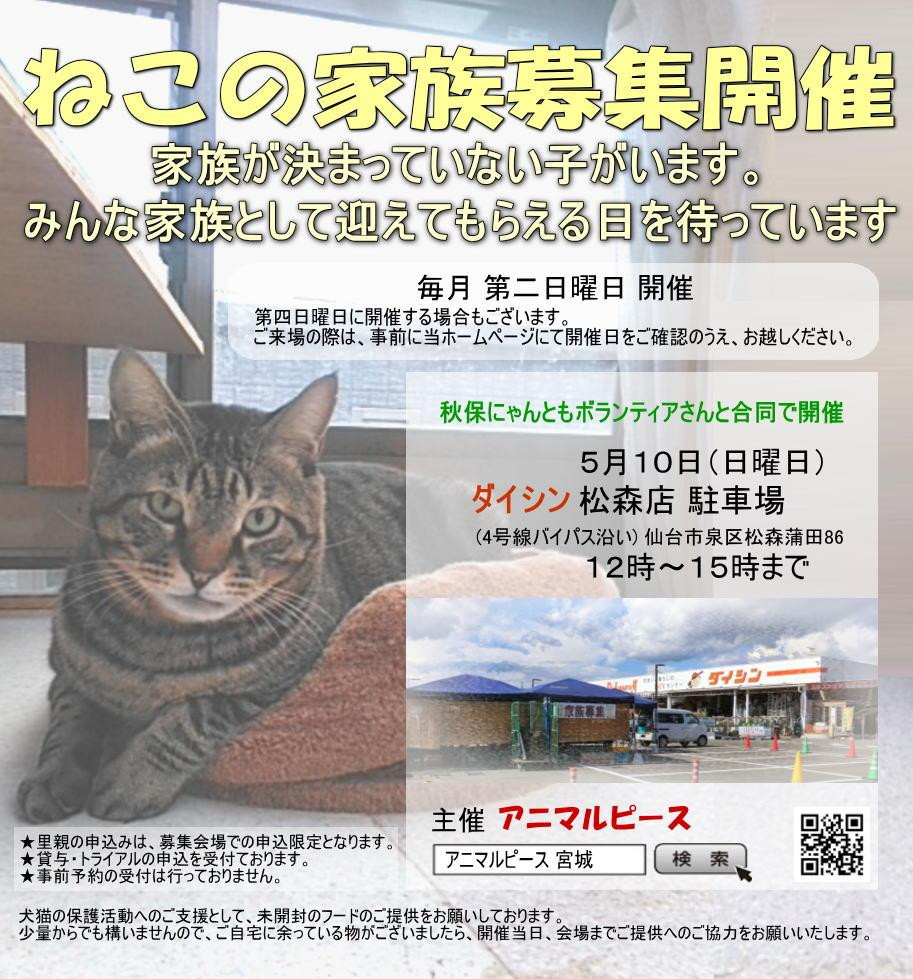 ねこの家族募集