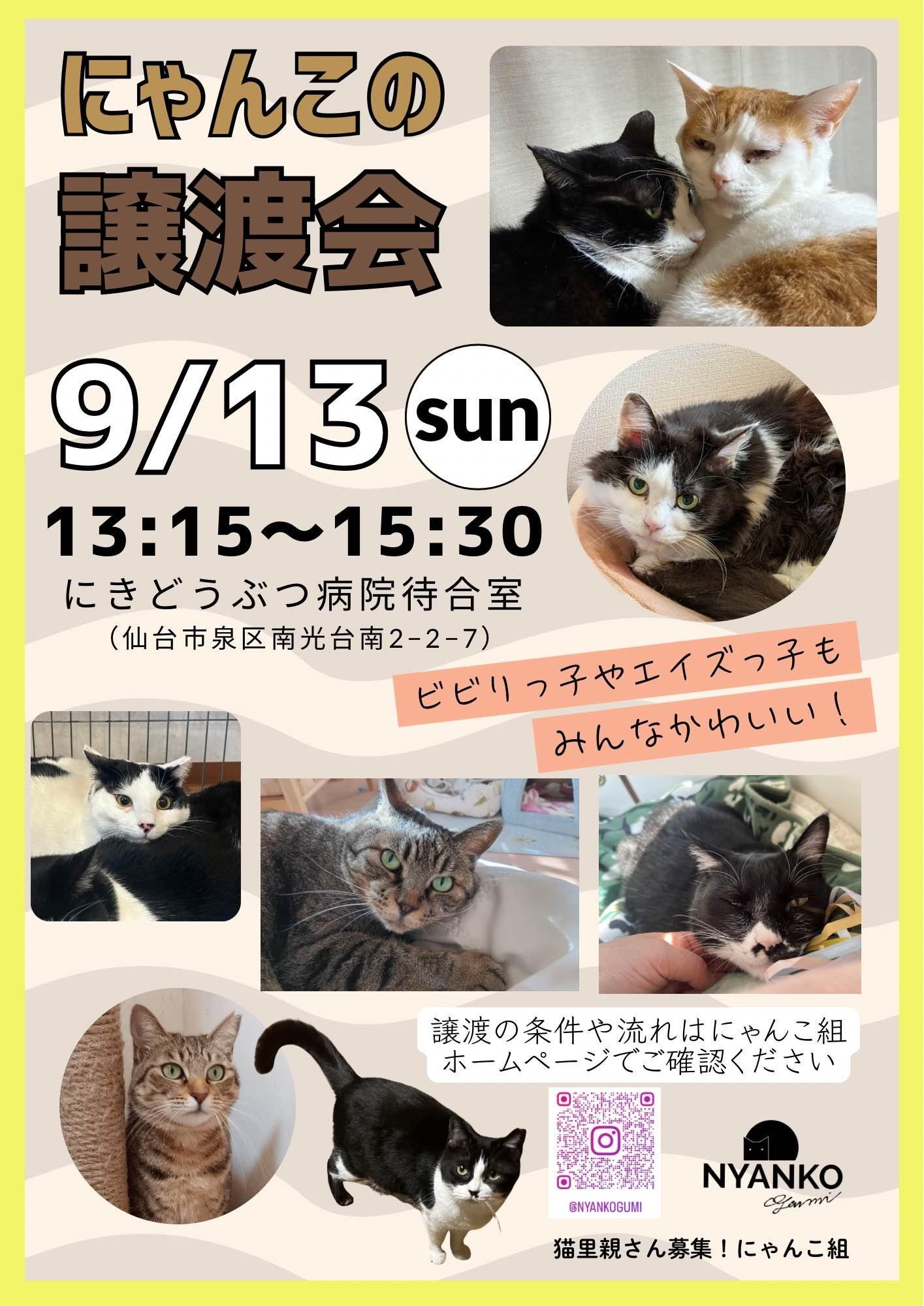 にゃんこの譲渡会