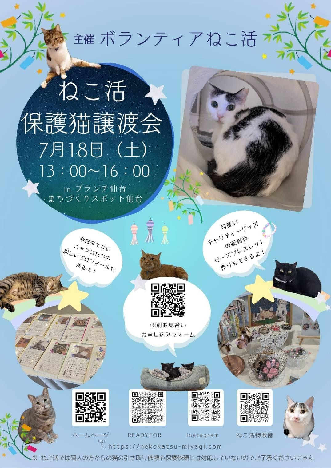 ねこ活・保護猫譲渡会