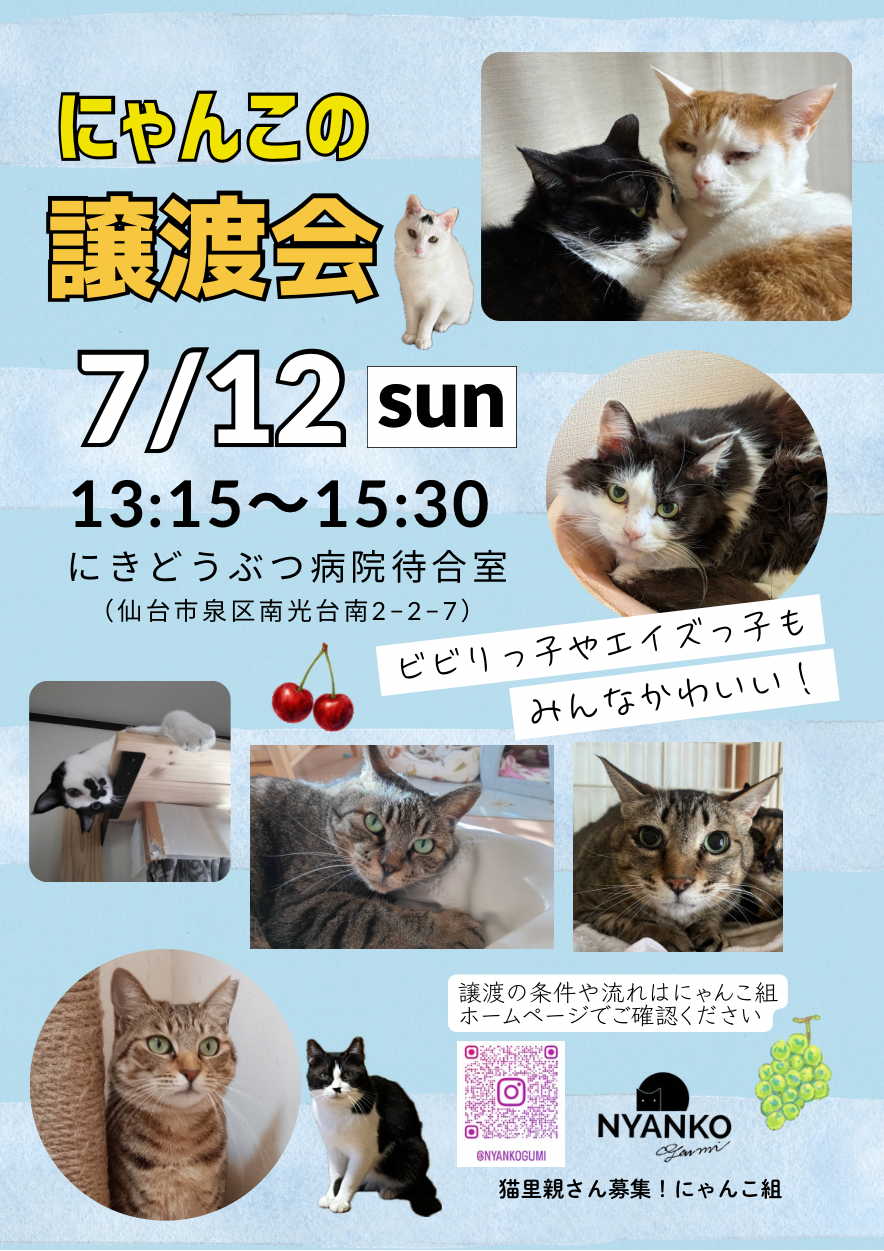 にゃんこの譲渡会