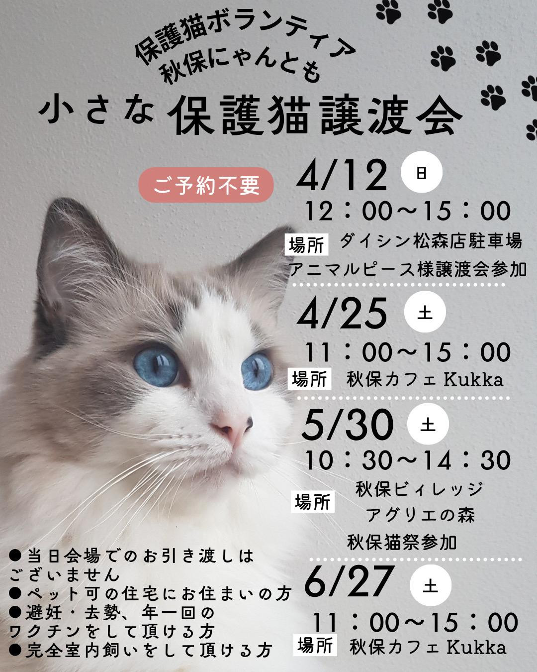 小さな保護猫譲渡会
