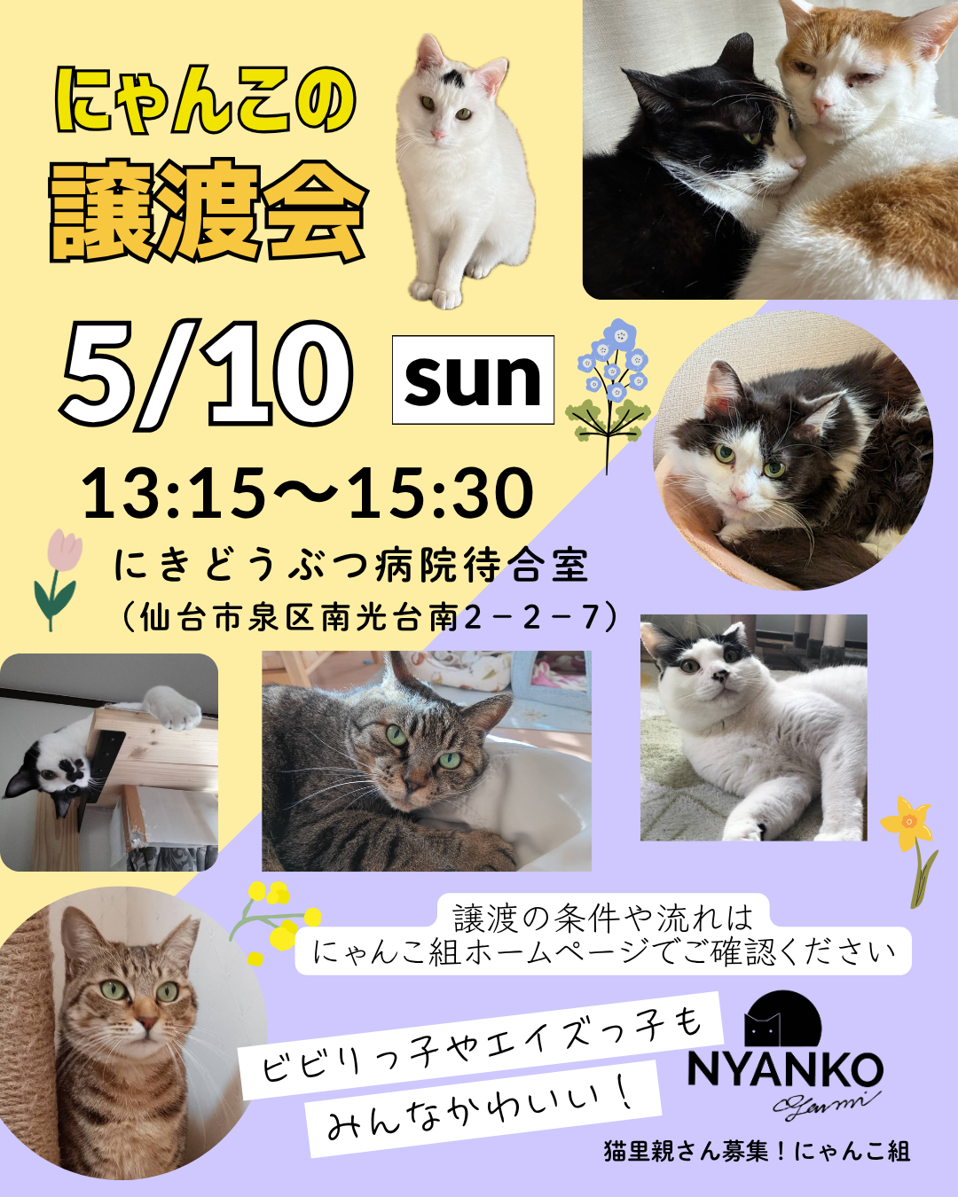 にゃんこの譲渡会