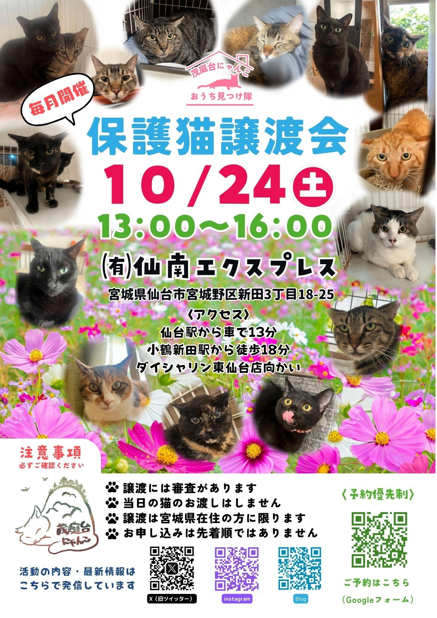 茂庭台にゃんこ・保護猫譲渡会