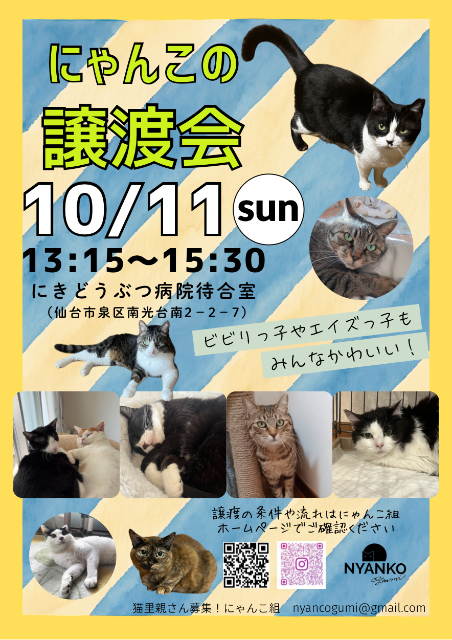 にゃんこの譲渡会