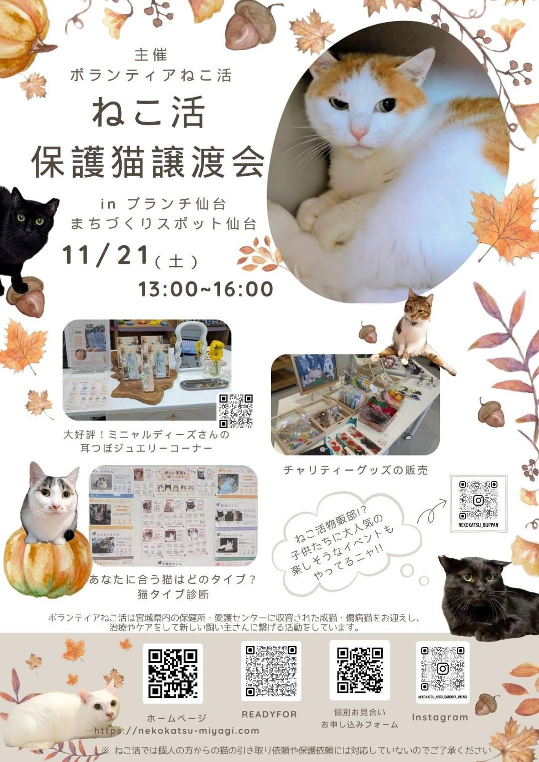 ねこ活・保護猫譲渡会