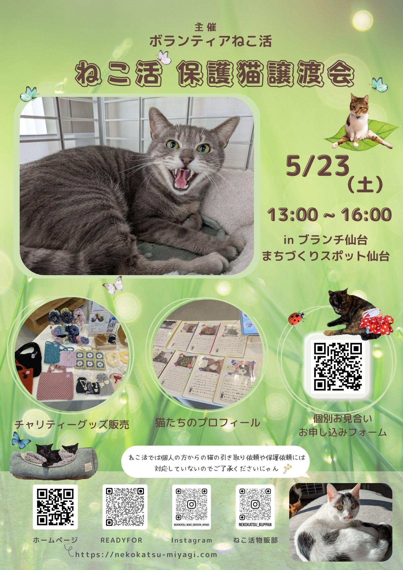ねこ活・保護猫譲渡会