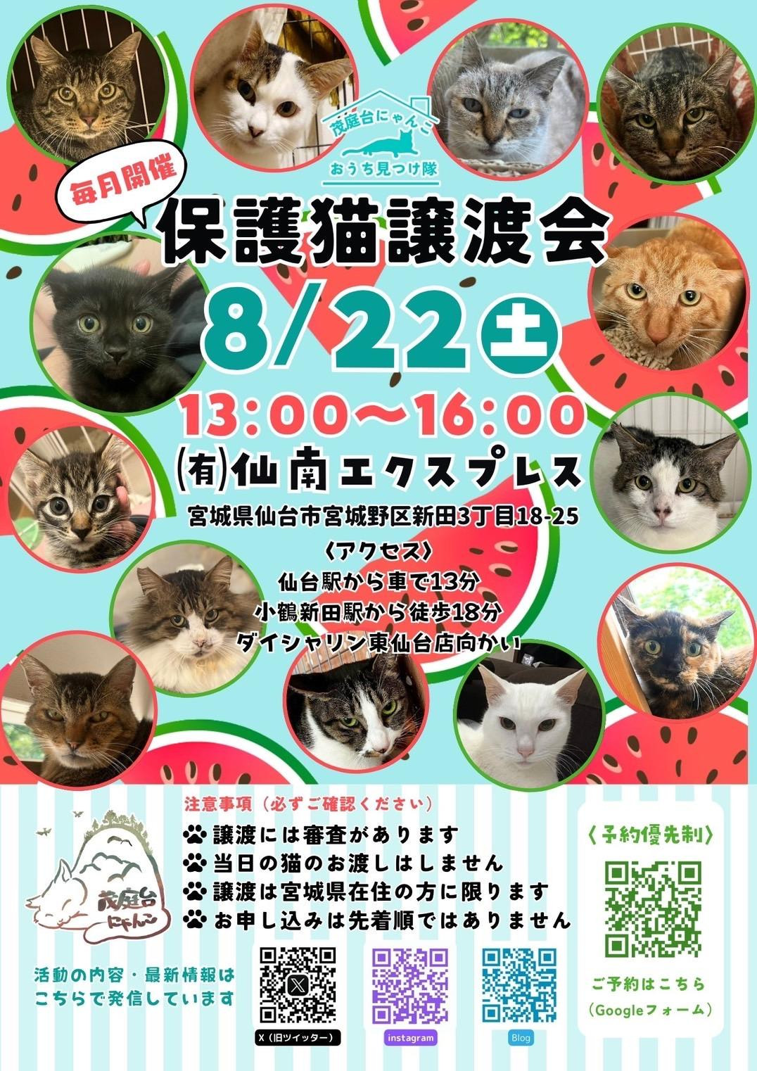 茂庭台にゃんこ・保護猫譲渡会