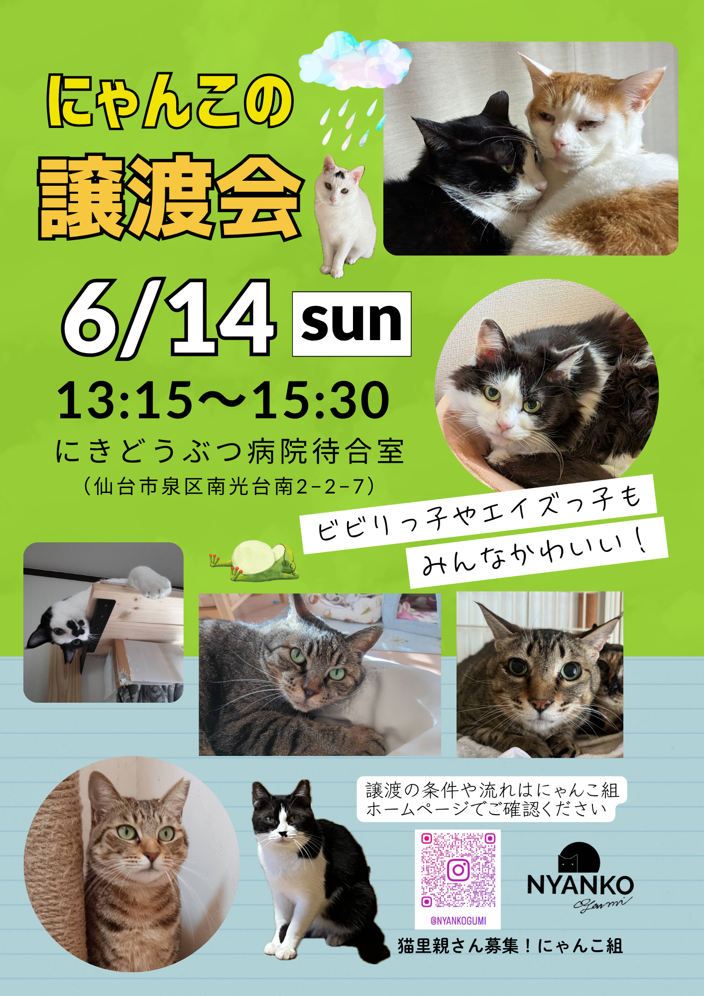 にゃんこの譲渡会