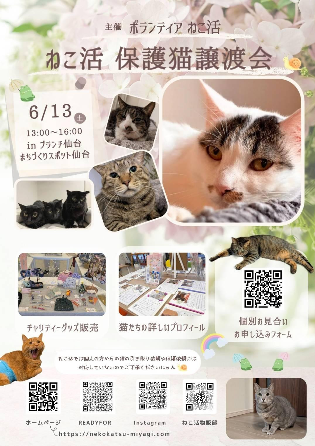 ねこ活・保護猫譲渡会