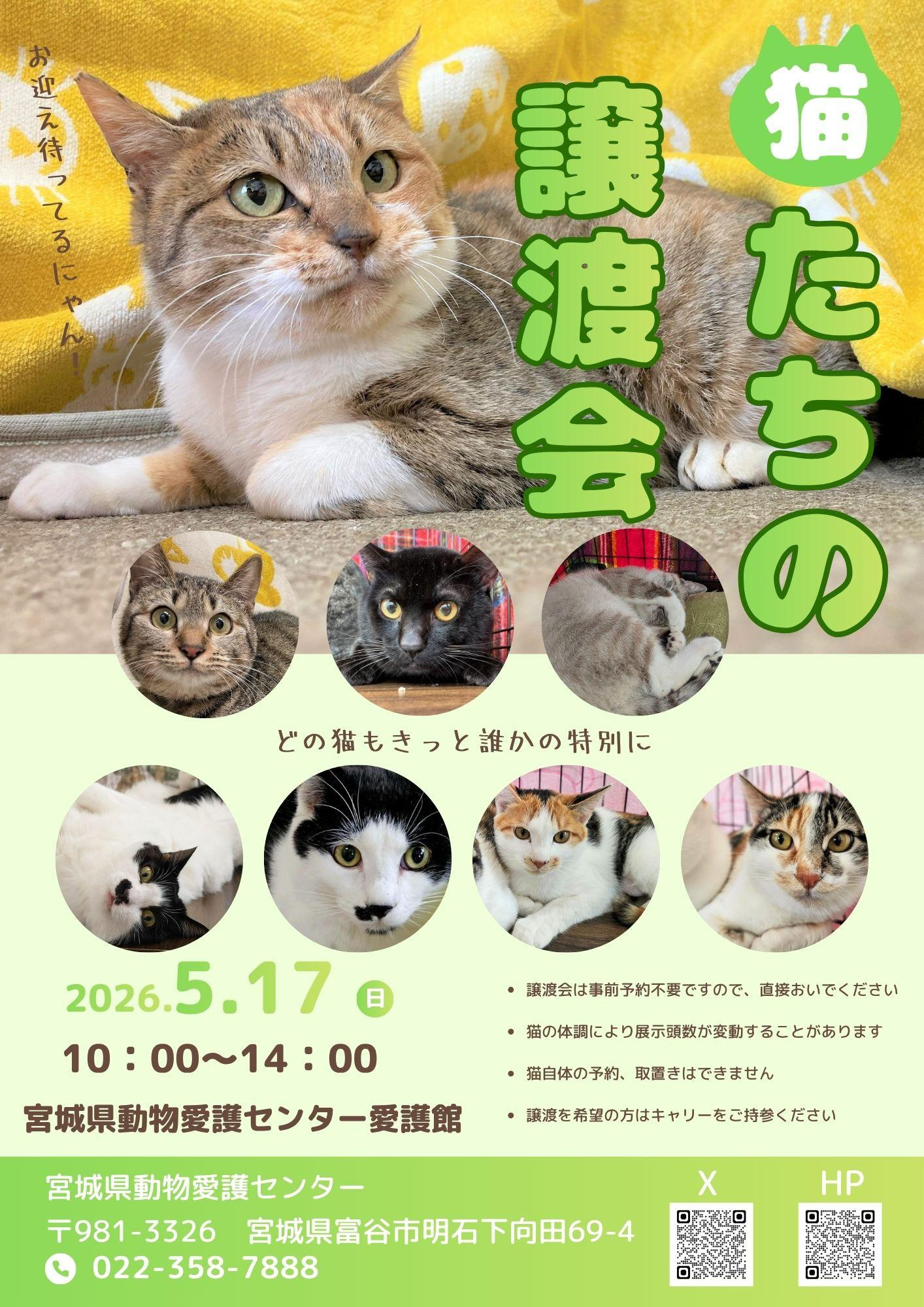 猫たちの譲渡会
