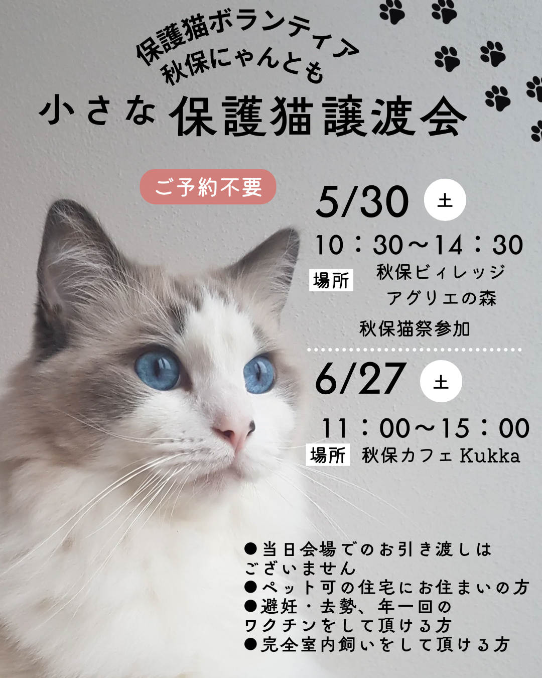 小さな保護猫譲渡会