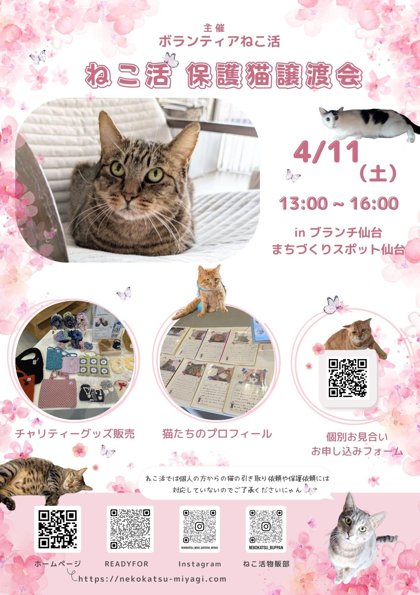 ねこ活・保護猫譲渡会