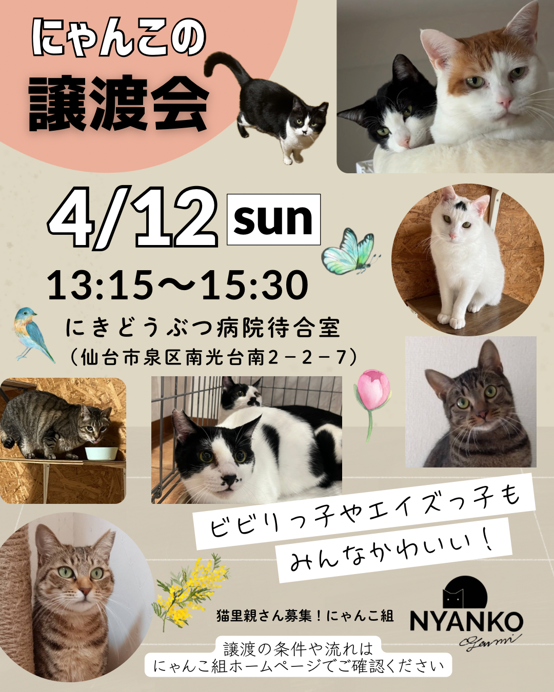 にゃんこの譲渡会