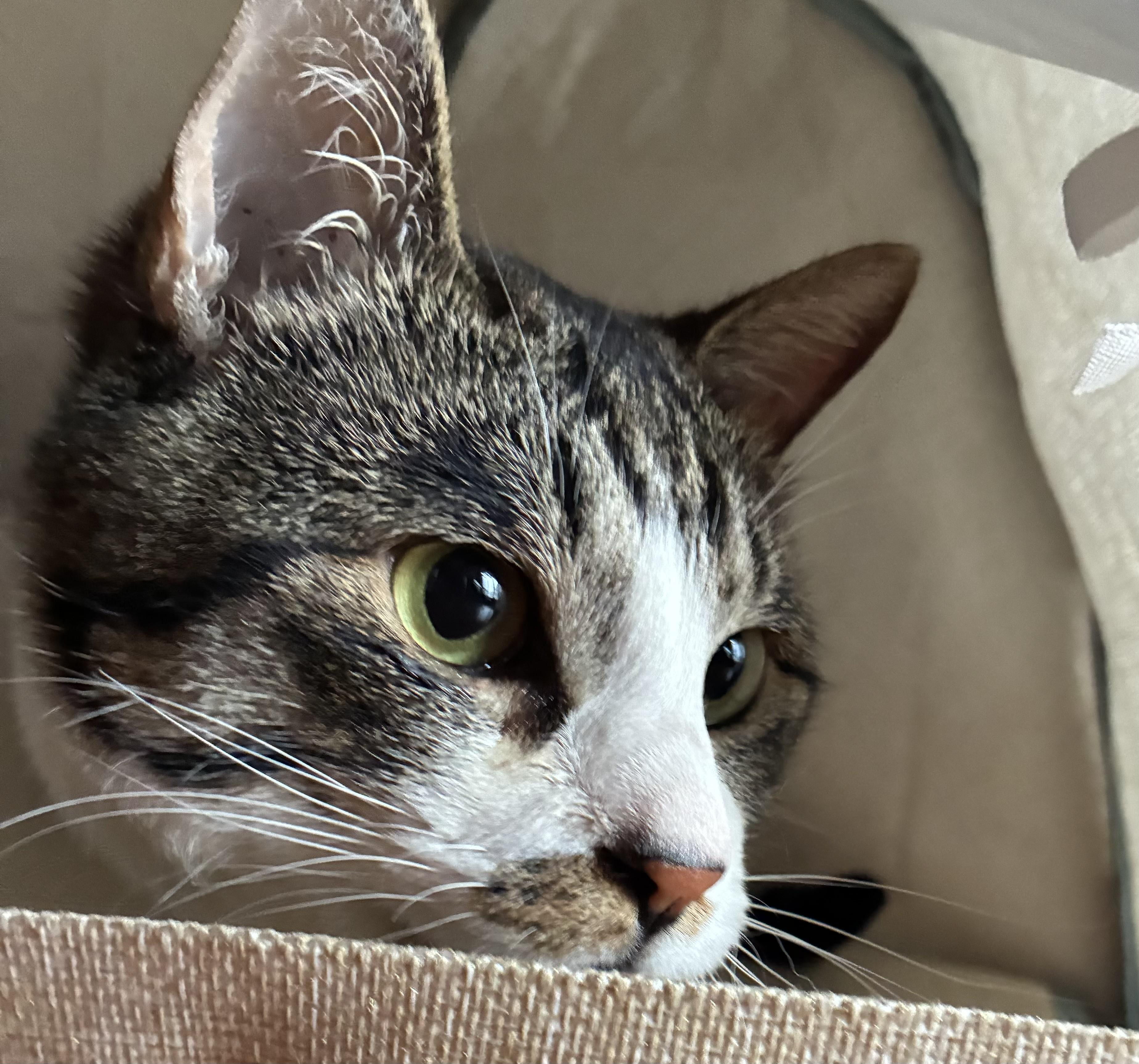 ねこまる