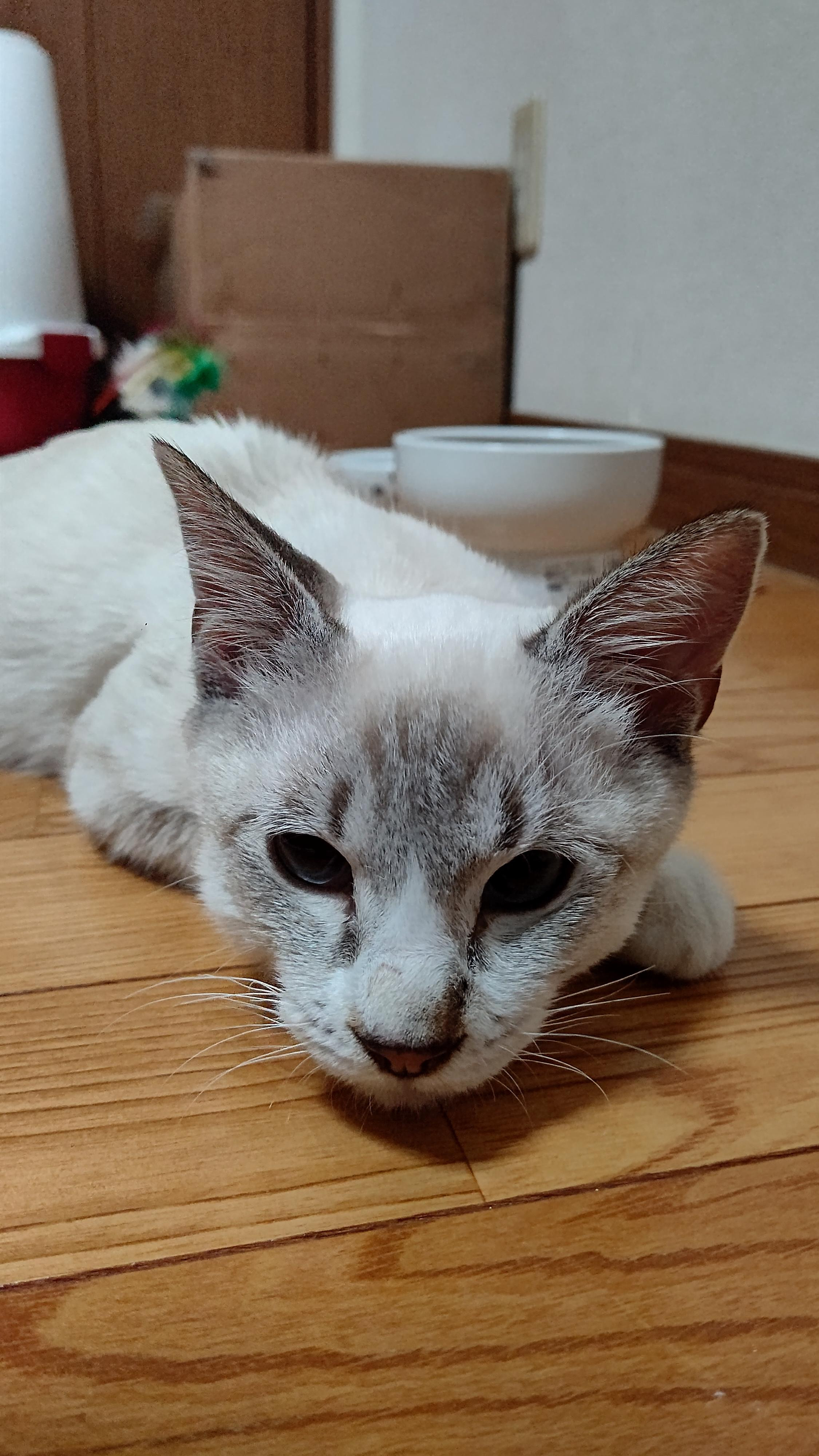 猫&ラーメン大好き