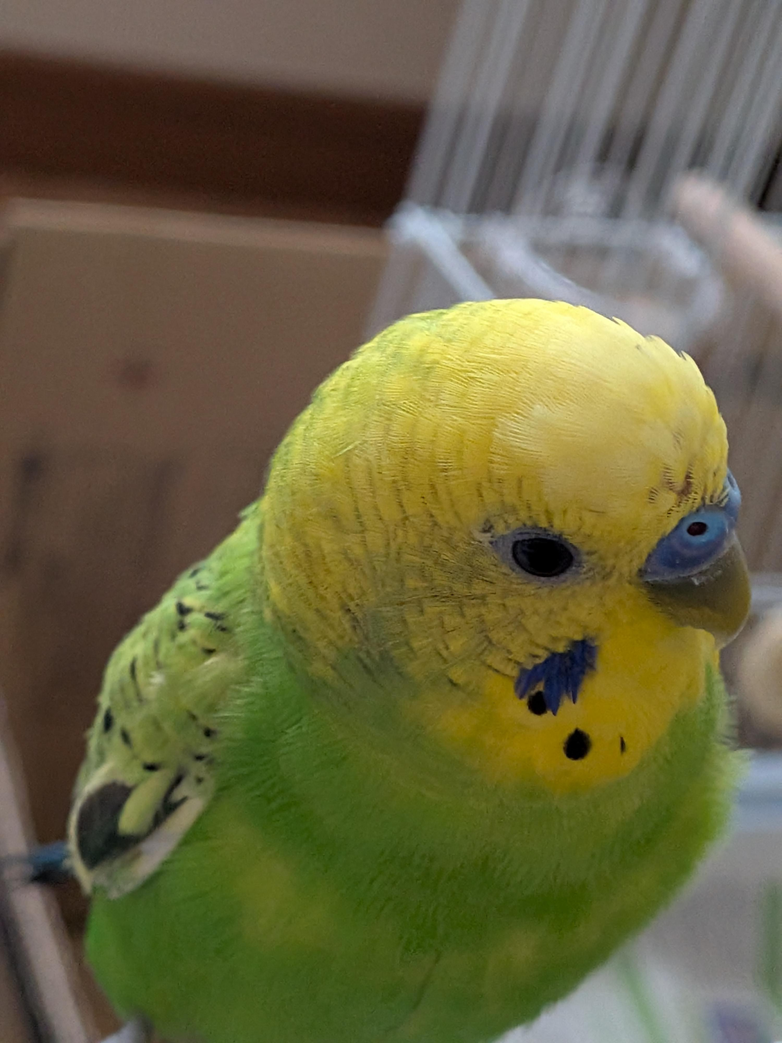 めぐり