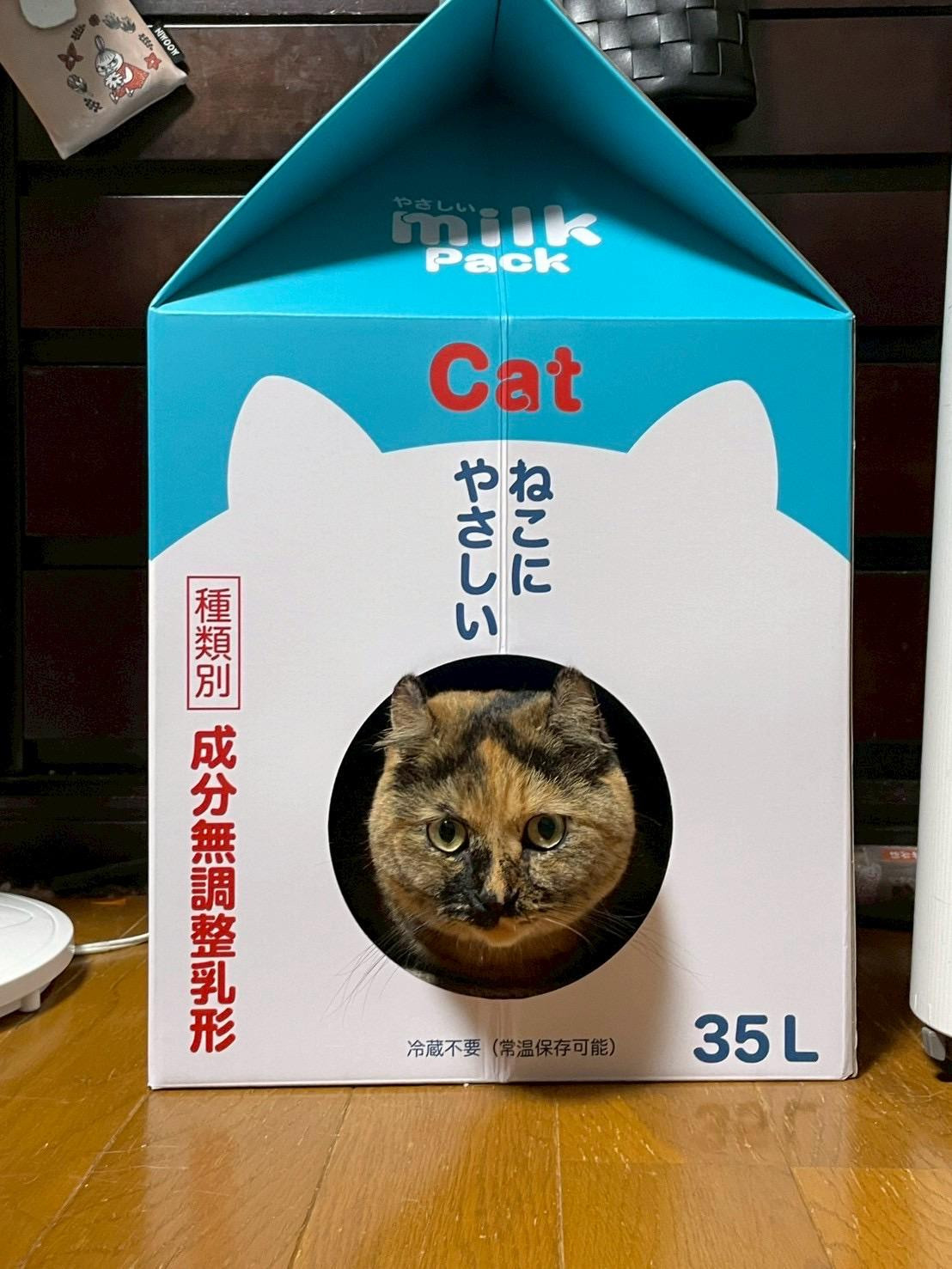 寝子